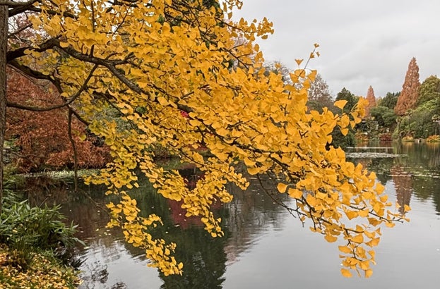 Yellow leaves of the Ginkgo biloba by the side of a lake